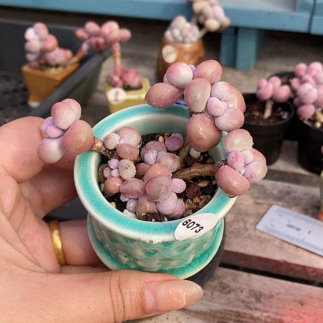 6073糖果腰子蛋带盆土