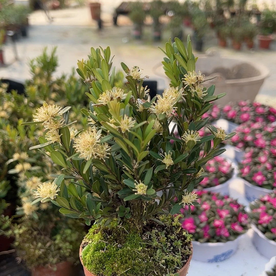 1雀舍黄杨绿植盆栽