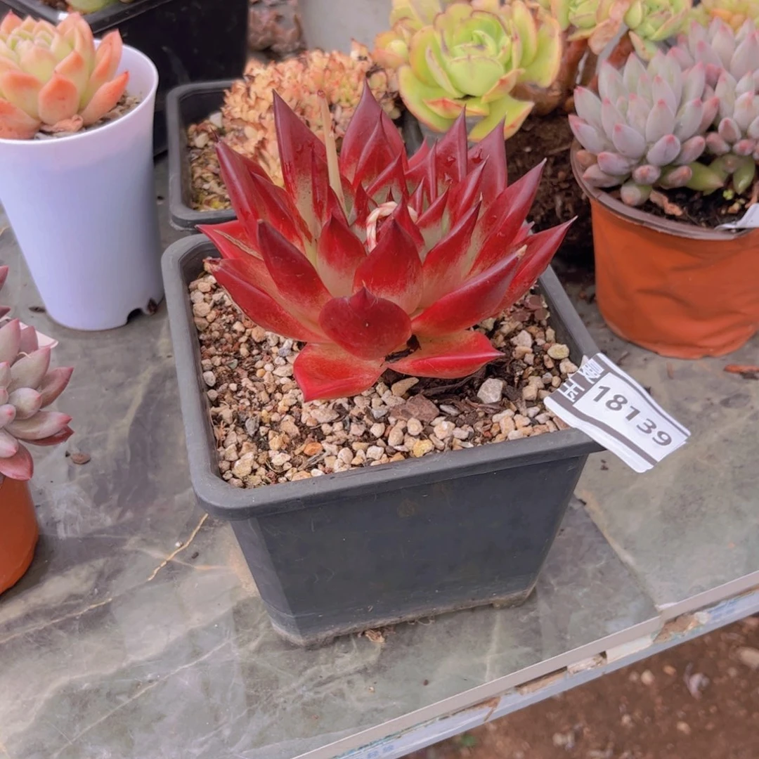 乌木类多肉植物18139