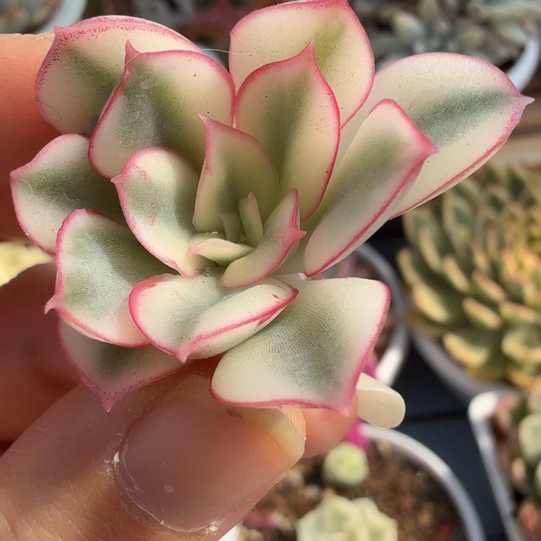 红花女王锦，头盖无根