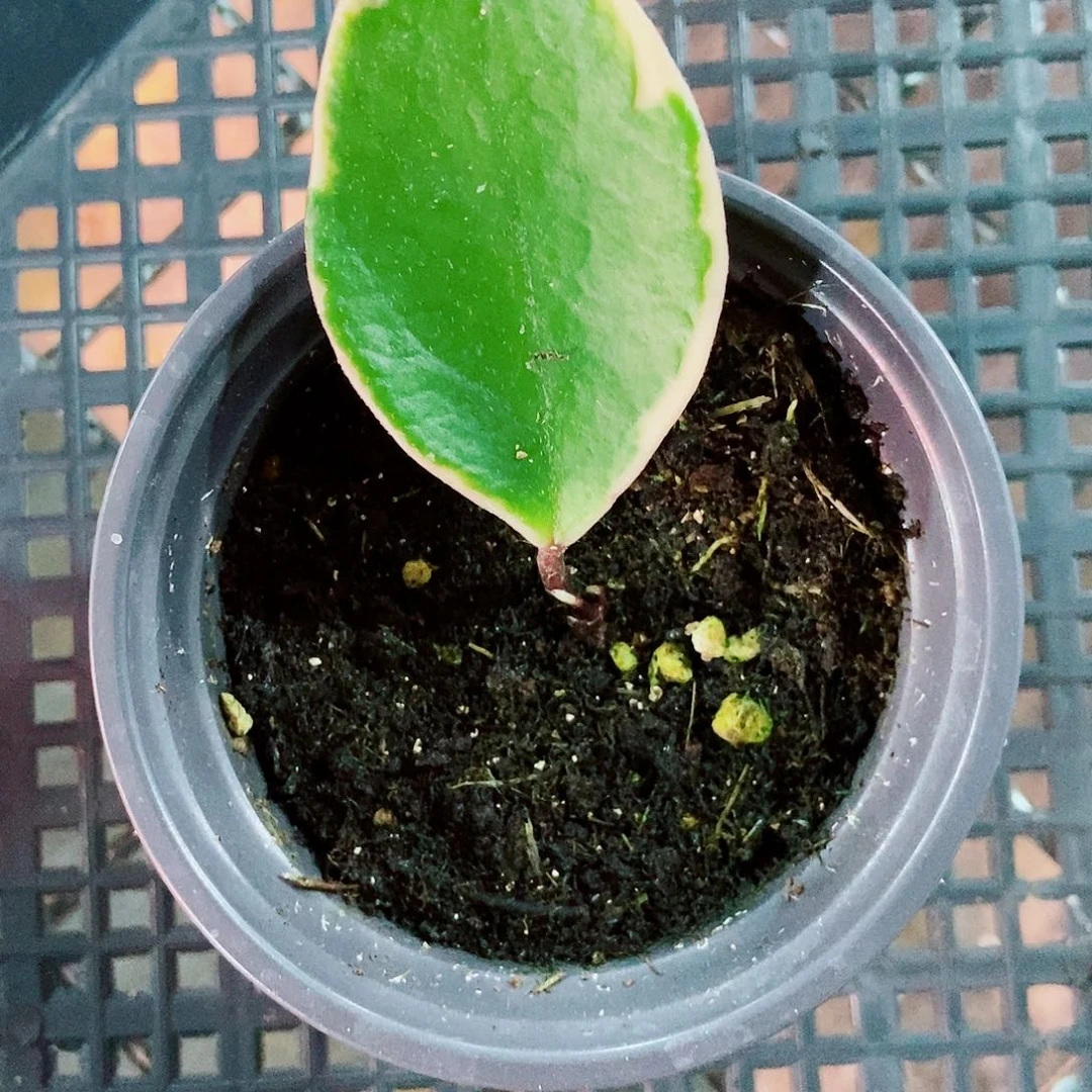 @***转完全开放绯夜女王一物一拍