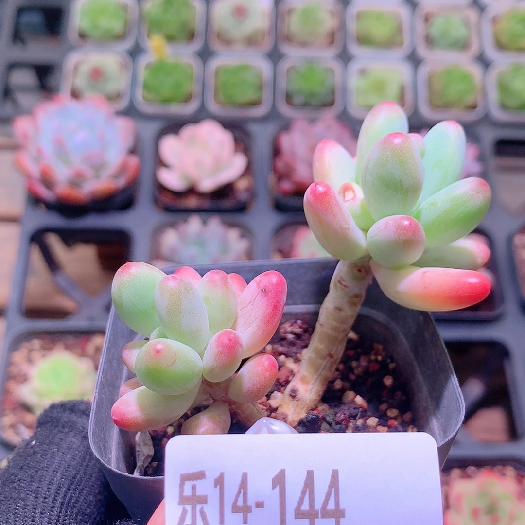 乐然14-144 苹果奶