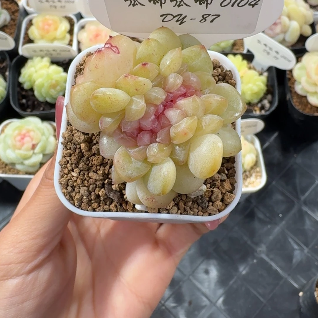 0104-87-玉茗缀化一颗多肉