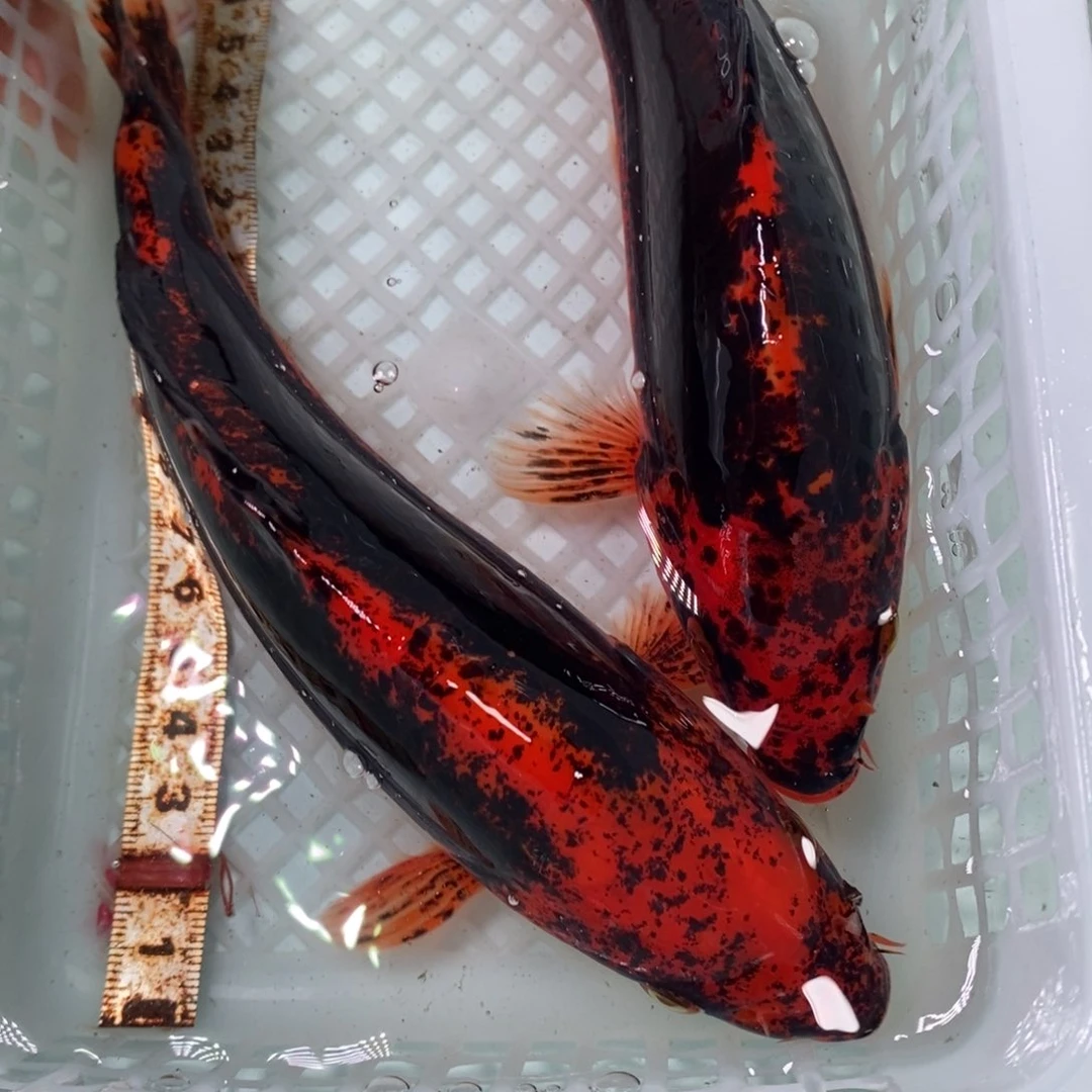 锦鲤冷水锦鲤包邮