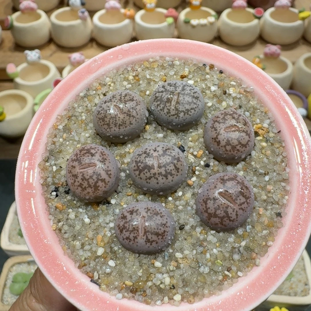 蘑菇1072彩研多肉植物