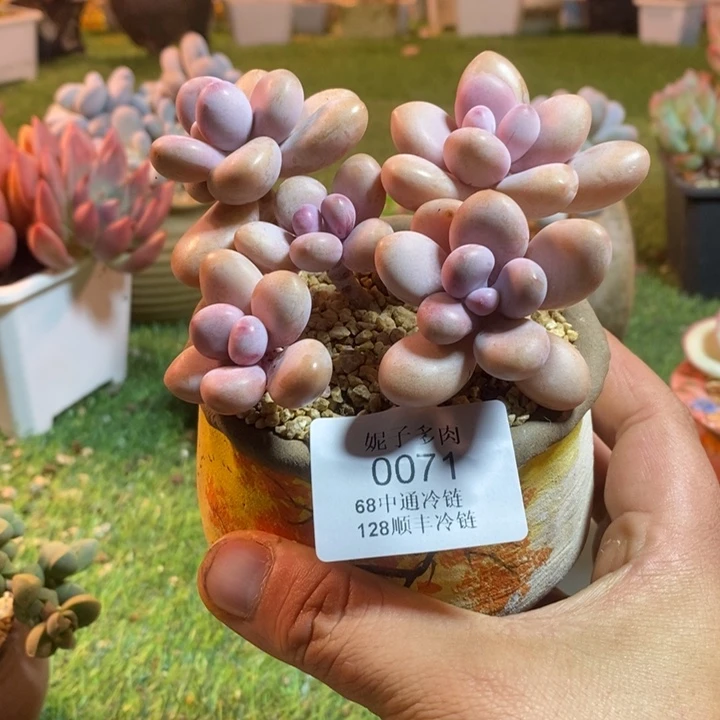 0071啊啊啊啊啊啊啊啊啊啊