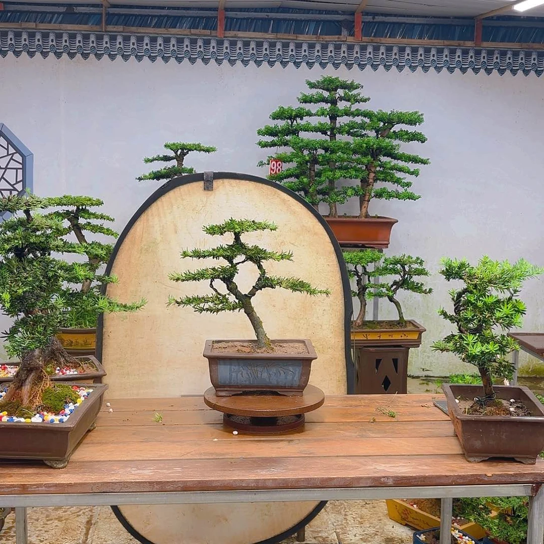 合成树脂米叶罗汉松
