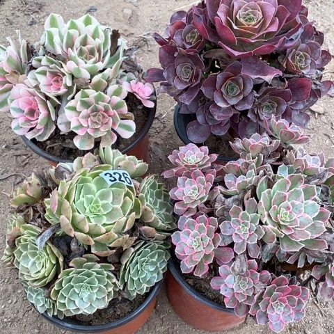 326四颗法师多肉植物