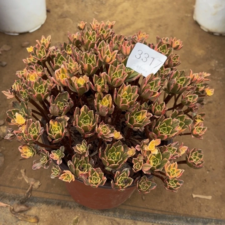 甜茶多肉处理不包断头3317