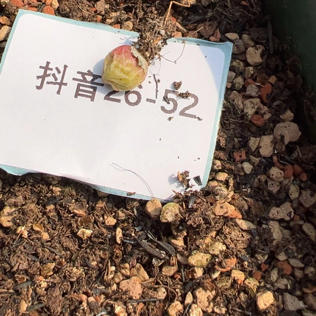 26-52量拍猪蹄一颗