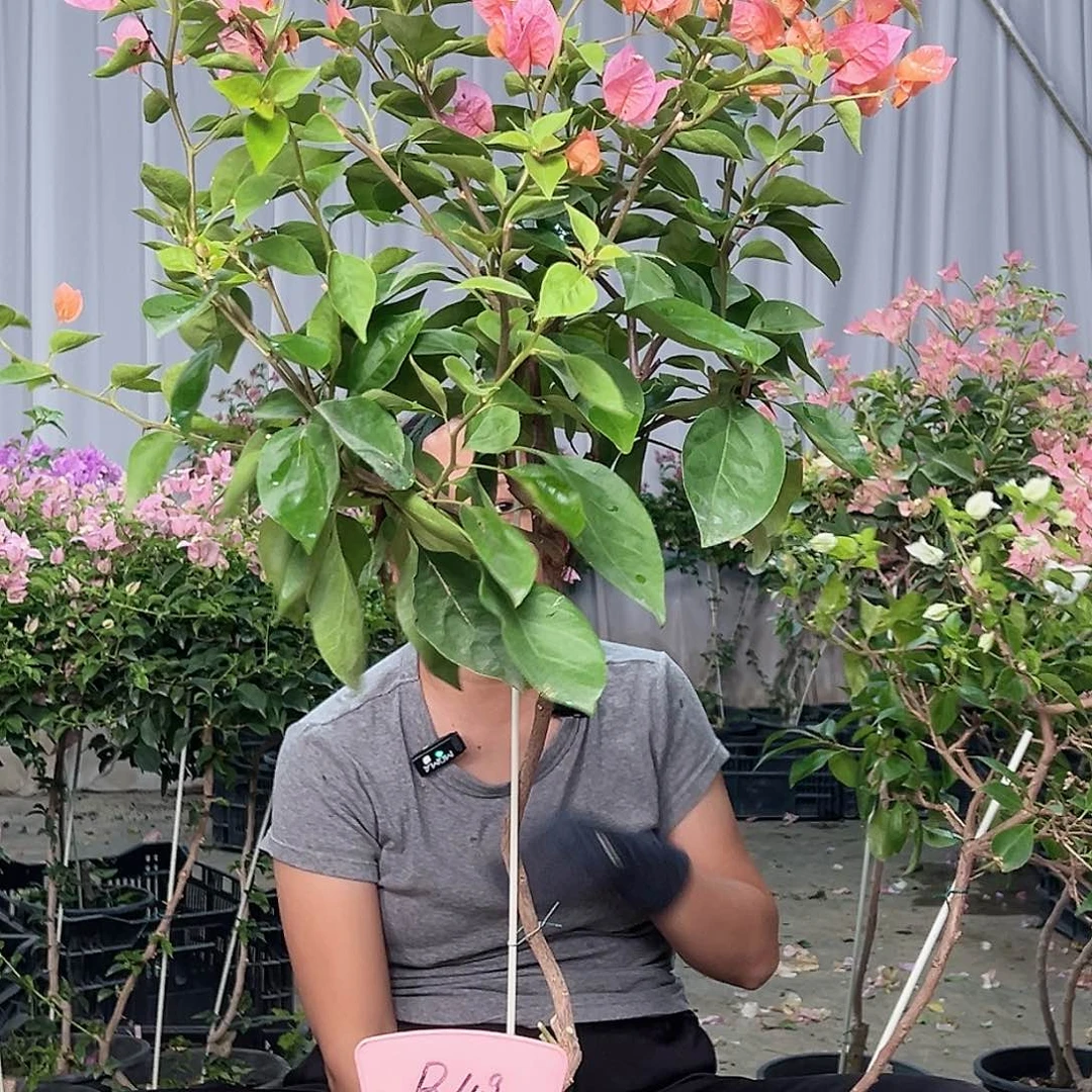 爱***糖当前无花栽培后可以开花B49波妹
