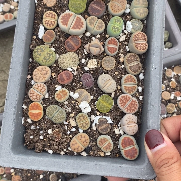 听***开生石花等植物的生长601
