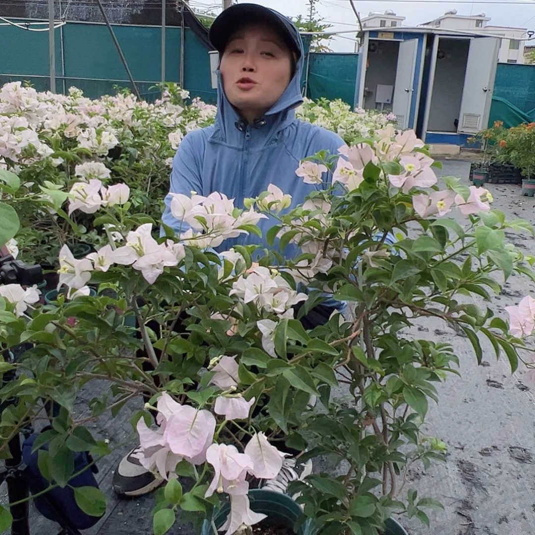 完全开放丽娜带竹一颗