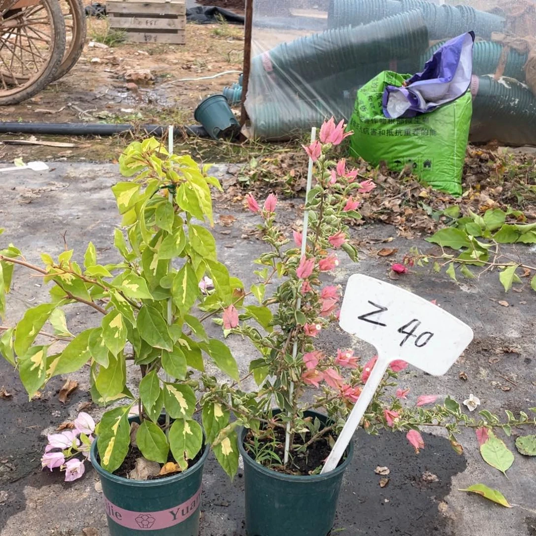 行***者全部花朵金心+少女心Z40