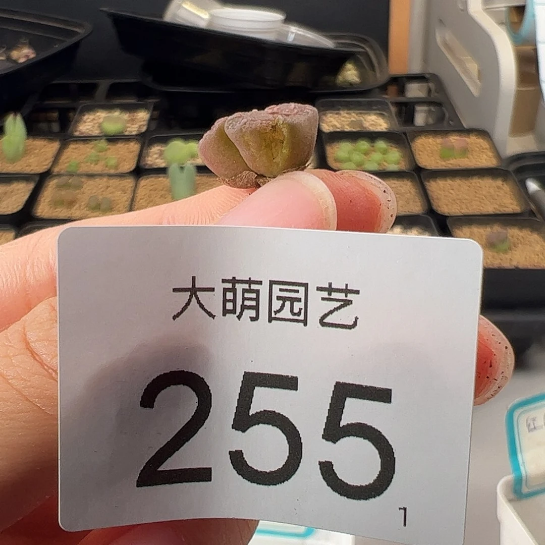 0000255 一物一拍。