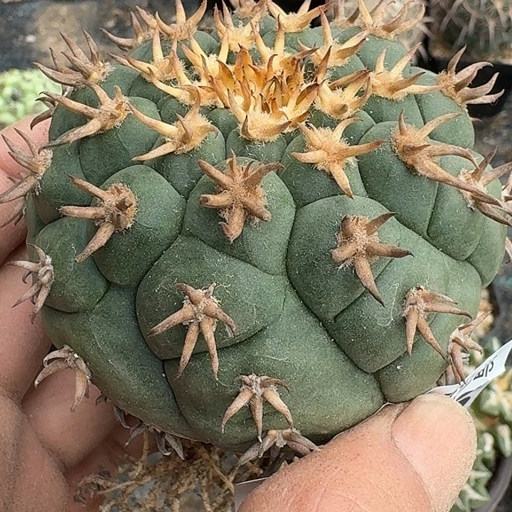 无花朵实生大猫爪146