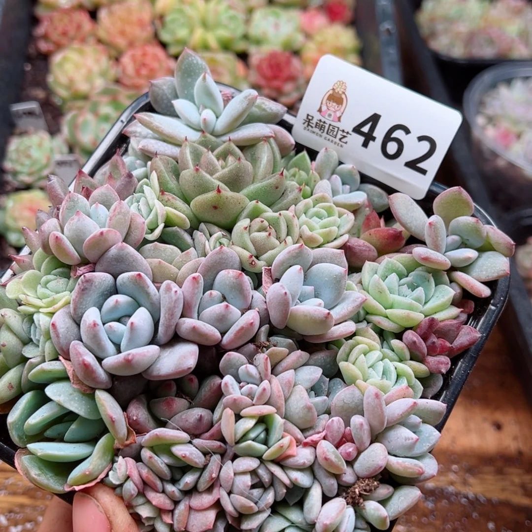多肉植物多肉植物