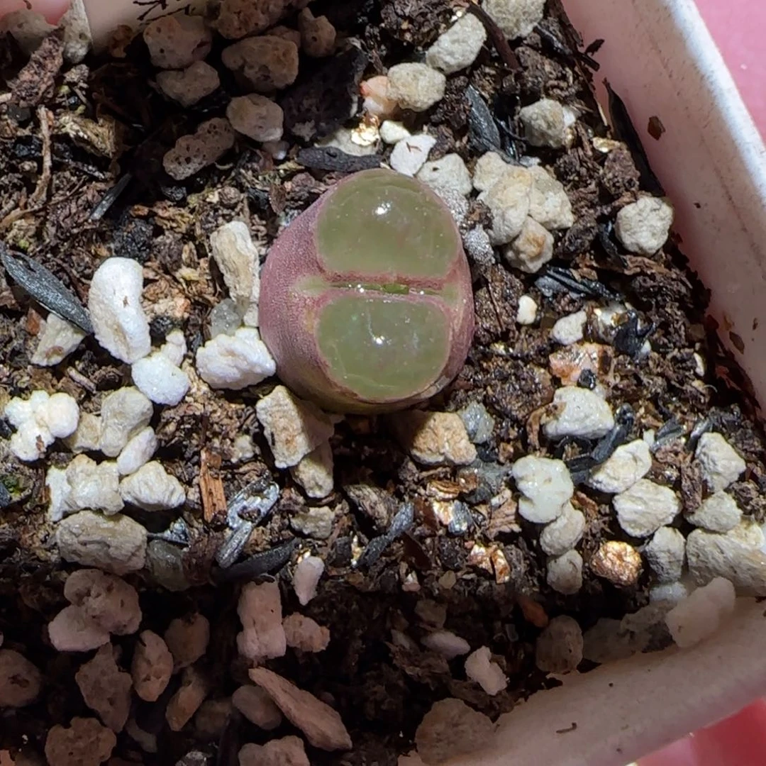 肉锥多肉植物百科-磁铁803