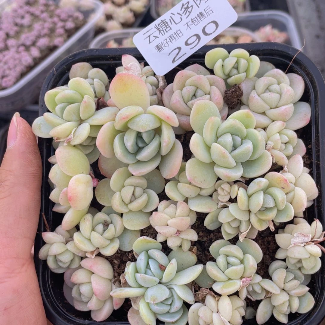 云糖心多肉植物290