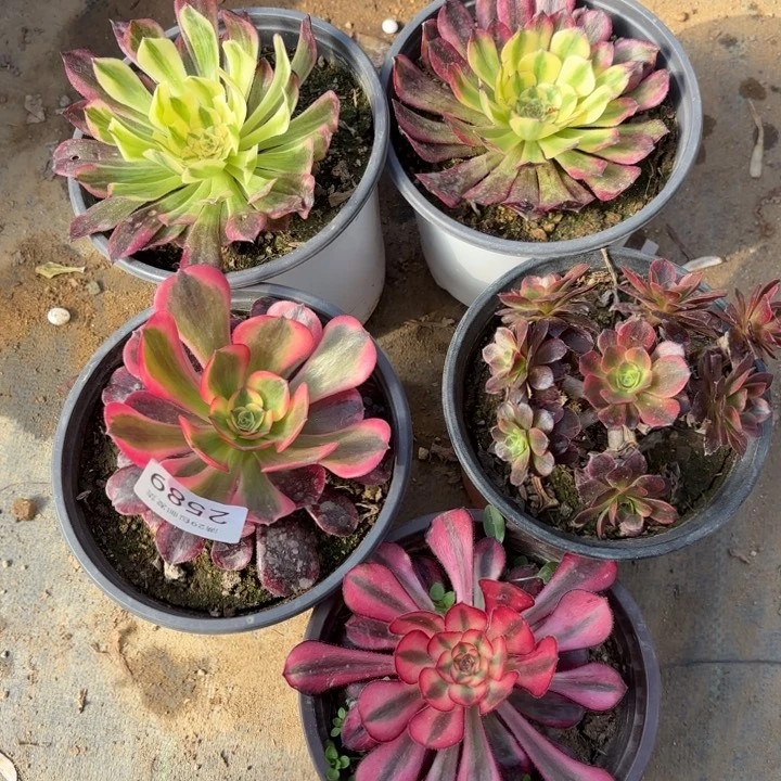 5颗多肉法师2589