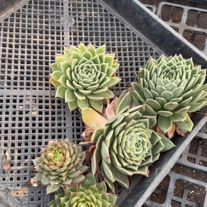 海胆麦秆五颗量拍发货