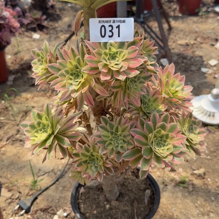 031夕颜。多肉植物