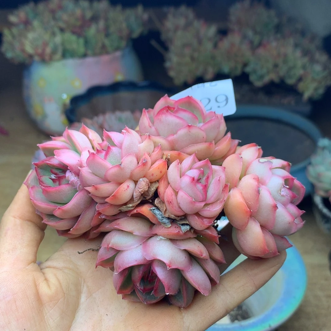 1029杂交精品基地10厘米