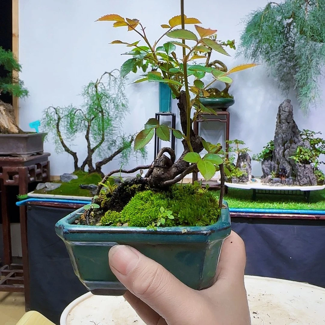 天***人无花朵微月季大哥货架坎坎坷坷看