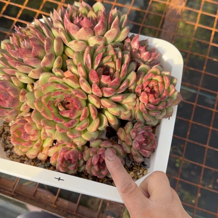 不知名多肉植物绿植