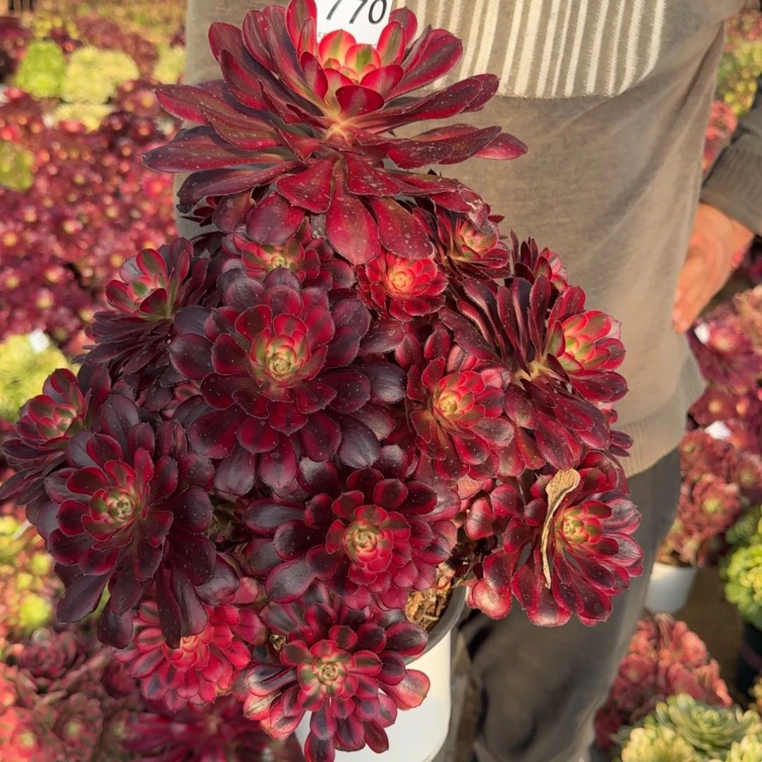 770香奈儿多肉植物