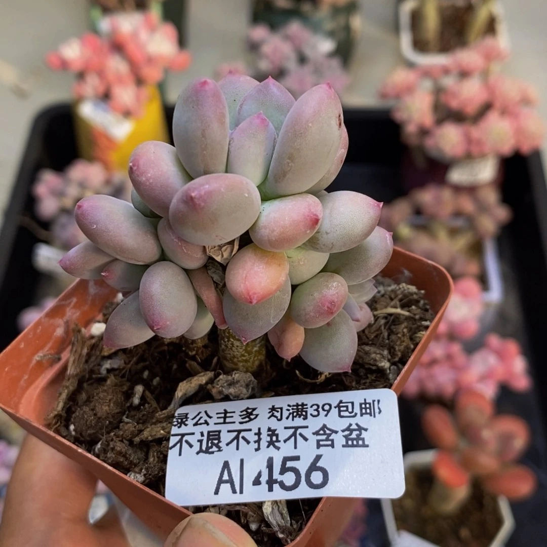 456苹果奶四代多肉4c m