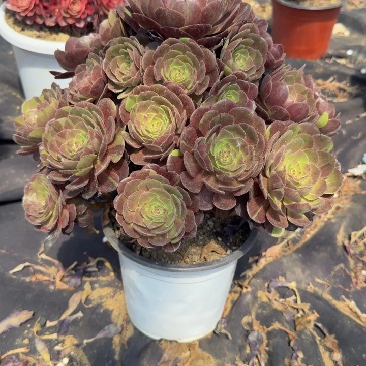 *****052。黑美人变异。多肉植物