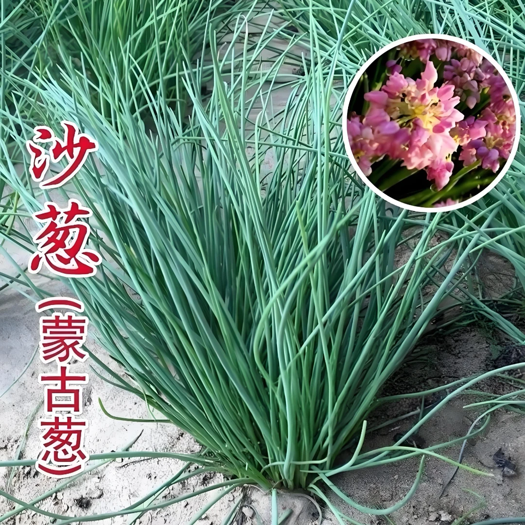 沙葱种子一年四季阳台易种盆栽北方春夏秋种植