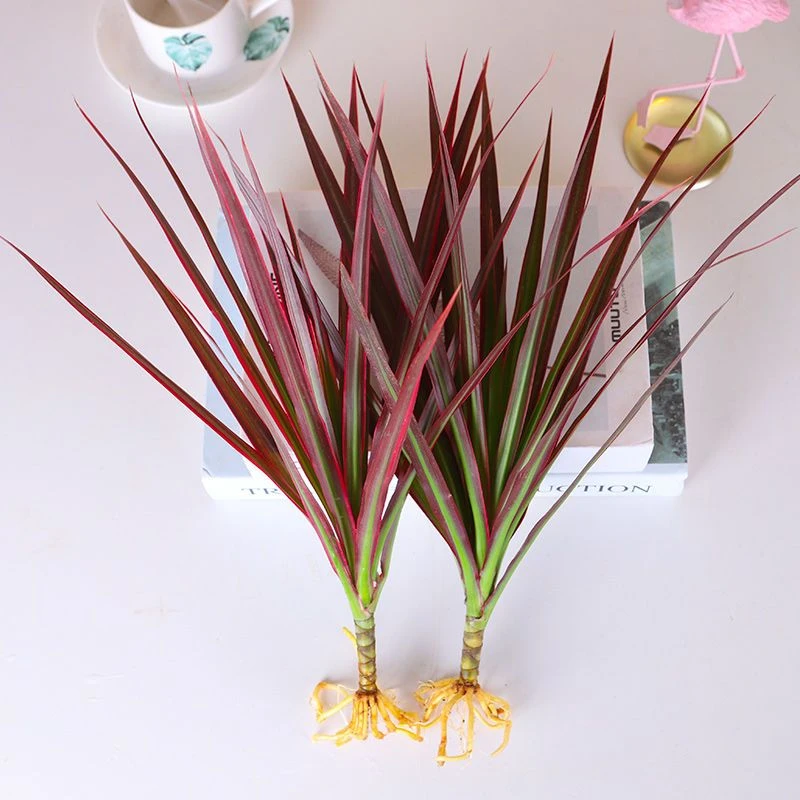 七彩铁五彩办公室三色龙血树红竹盆栽观叶花植物树苗大型室内绿植