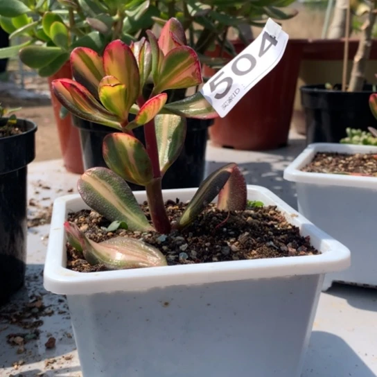 向*花504卷叶脱土发货