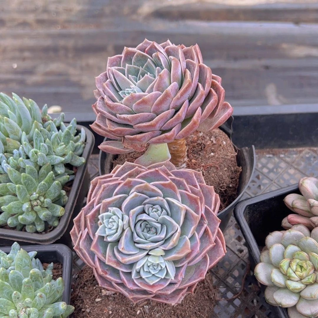 原始哈利沃森大单头两盆