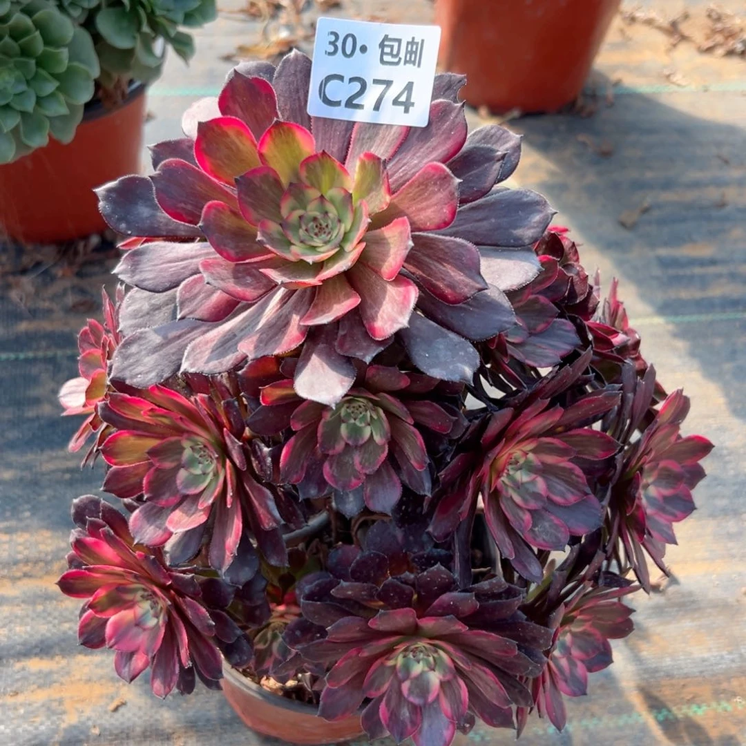 274烟花多肉法师