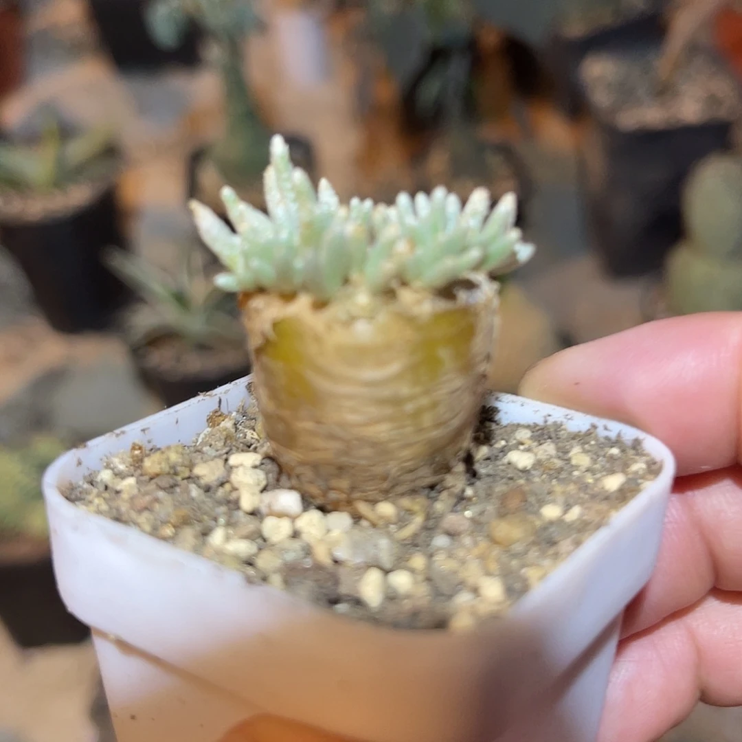 老家产地红花韧锦一物一拍