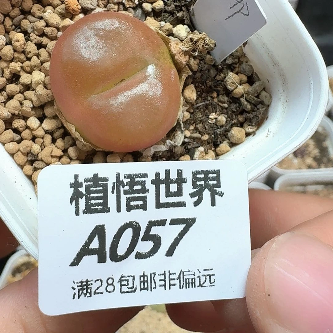 多肉植物的润泽额c