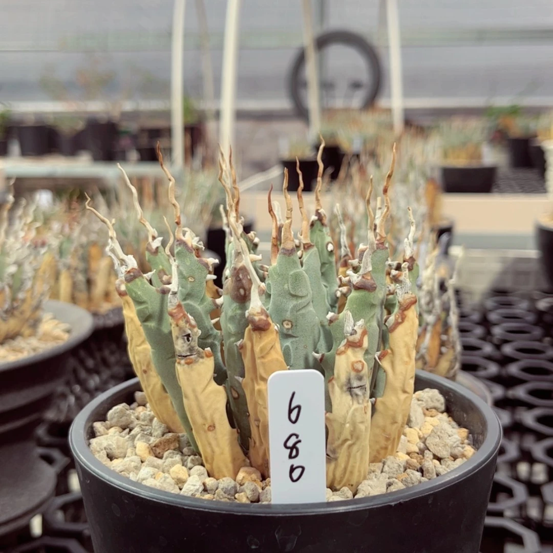 【闪购商品】?***?妖炎