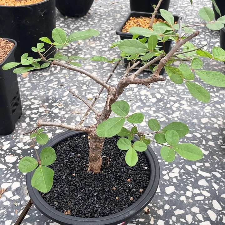 爆瘤奥比克6666666666666