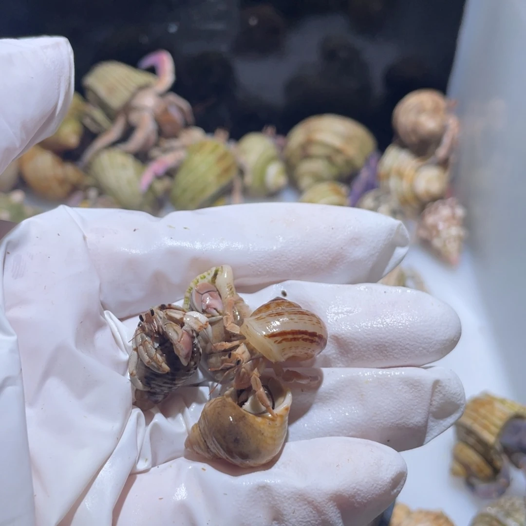 K9 紫陆小豆组合4只