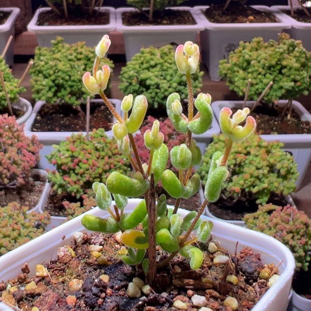 487乐曲一物一拍带盆土发货