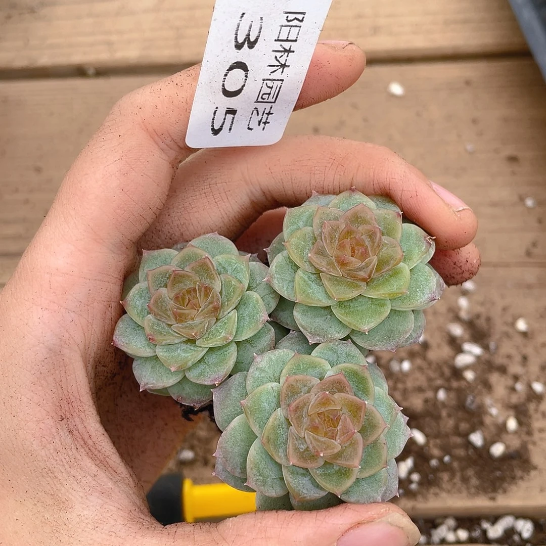 多肉植物多肉植物305