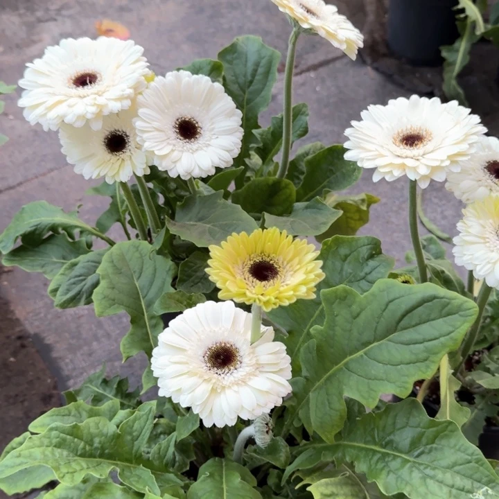 原盆原土一加仑非洲菊琥珀