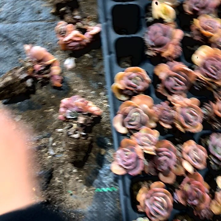 满9元包邮，，秀妍2/4头老庄