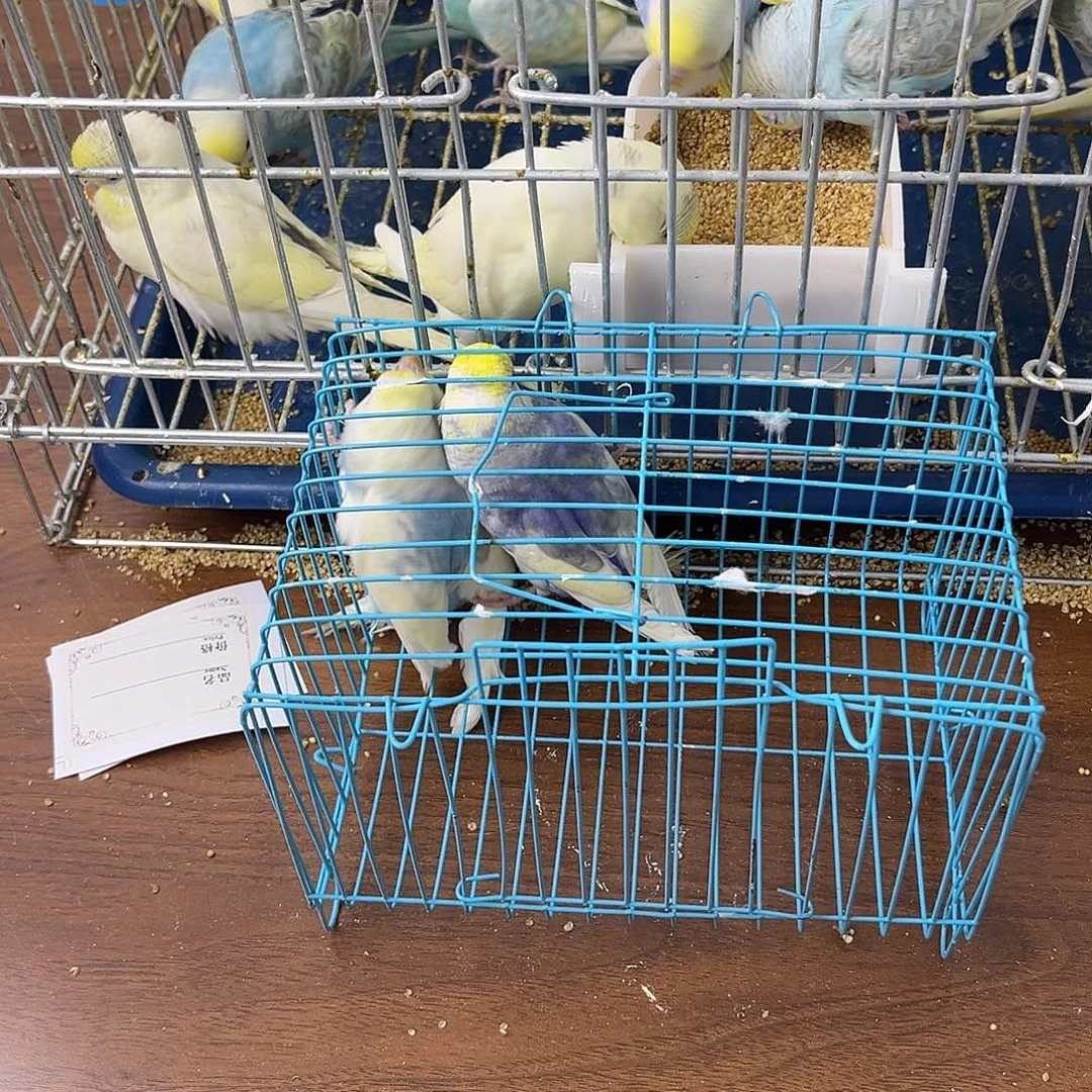 虎皮鹦鹉金彩鹦鹉