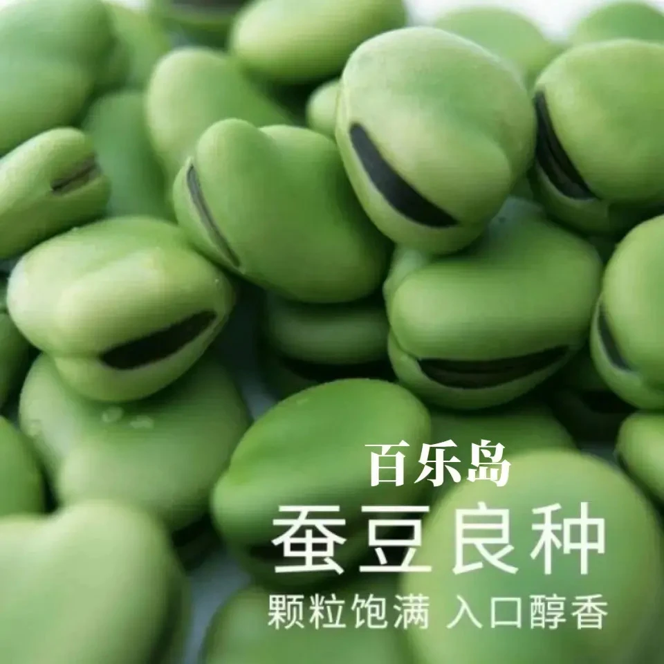 蚕豆种子北斗七星特大高产罗汉豆种籽春秋冬季播种早熟耐寒胡豆籽