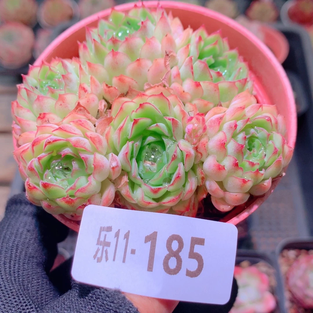 乐然11-185 牛奶草莓