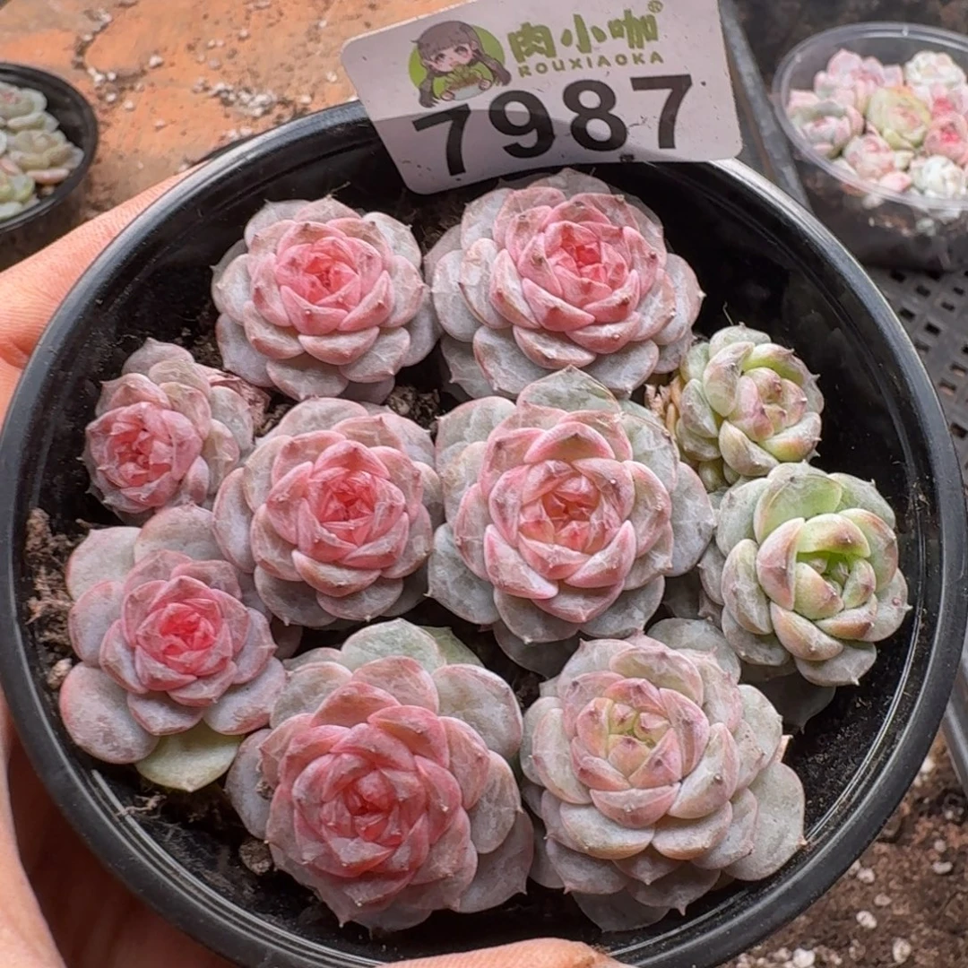 多肉植物多肉植物